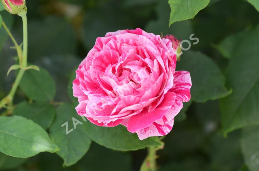 Růže parková 'Ferdinand Pichard' - Rosa S 'Ferdinand Pichard'