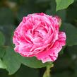Růže parková 'Ferdinand Pichard' - Rosa S 'Ferdinand Pichard'