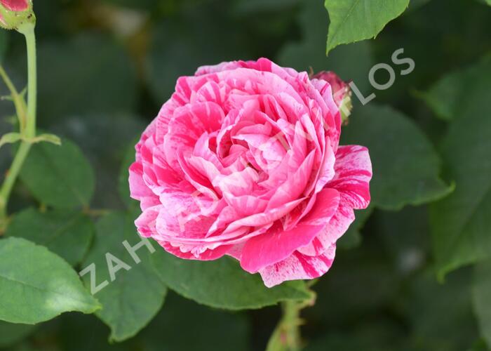 Růže parková 'Ferdinand Pichard' - Rosa S 'Ferdinand Pichard'