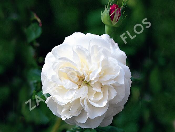 Růže parková 'Boule de Neige' - Rosa S 'Boule de Neige'