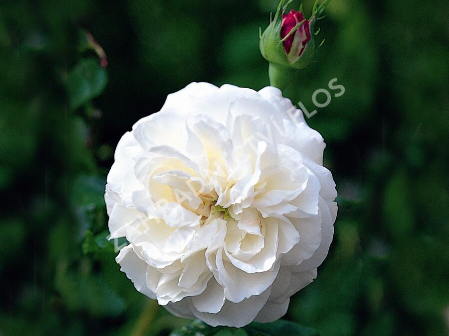 Růže parková 'Boule de Neige' - Rosa S 'Boule de Neige'