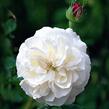 Růže parková 'Boule de Neige' - Rosa S 'Boule de Neige'