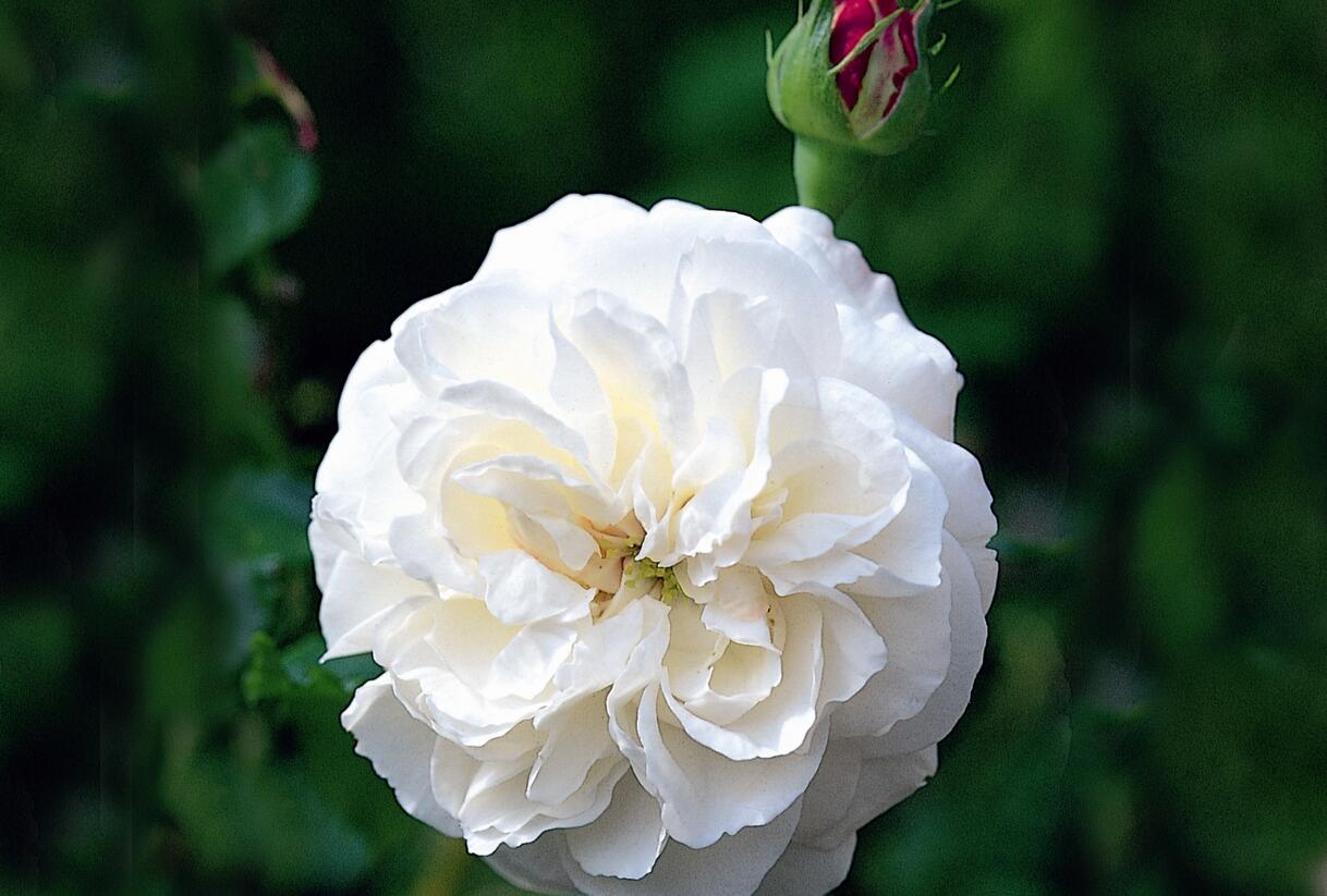 Růže parková 'Boule de Neige' - Rosa S 'Boule de Neige'