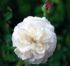 Růže parková 'Boule de Neige' - Rosa S 'Boule de Neige'