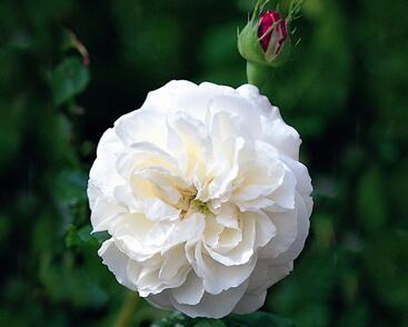 Růže parková 'Boule de Neige'