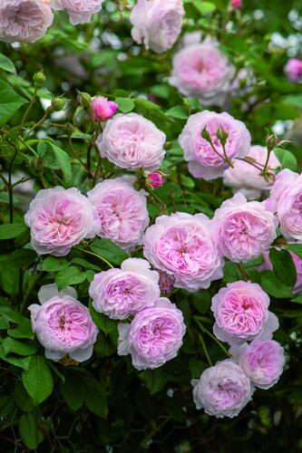 Anglická pnoucí růže Davida Austina 'Albrighton Rambler' - Rosa PN 'Albrighton Rambler'