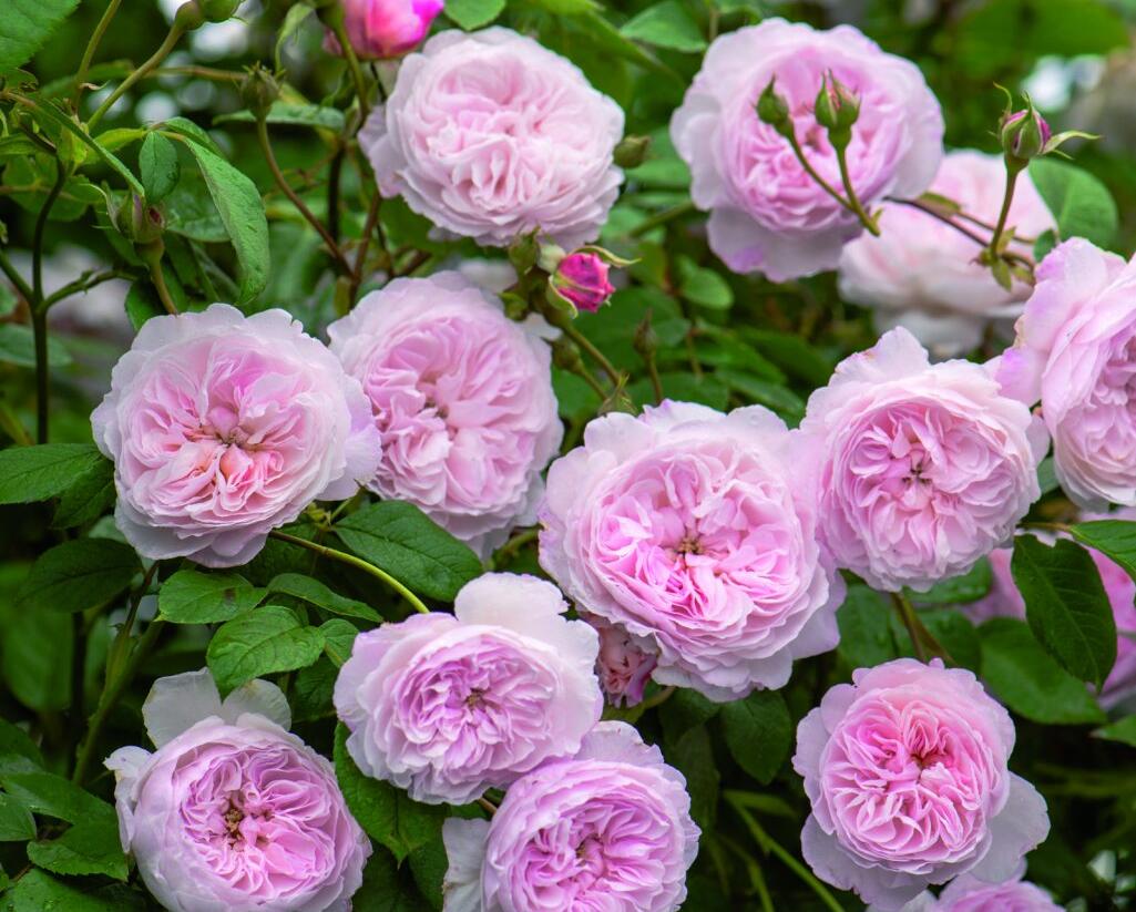 Růže anglická pnoucí David Austin 'Albrighton Rambler' - Rosa PN 'Albrighton Rambler'