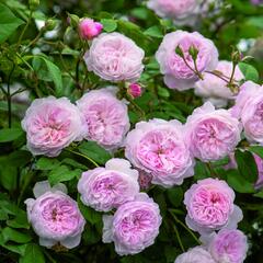 Anglická pnoucí růže Davida Austina 'Albrighton Rambler' - Rosa PN 'Albrighton Rambler'