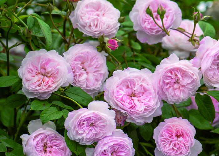 Anglická pnoucí růže Davida Austina 'Albrighton Rambler' - Rosa PN 'Albrighton Rambler'