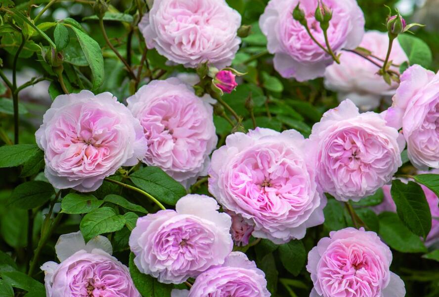 Růže anglická pnoucí David Austin 'Albrighton Rambler' - Rosa PN 'Albrighton Rambler'
