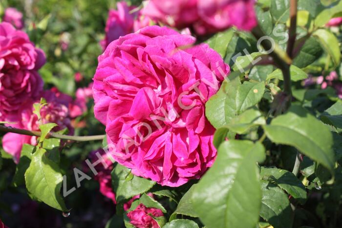 Anglická růže Davida Austina 'Young Lycidas' - Rosa S 'Young Lycidas'