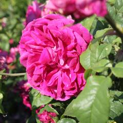 Anglická růže Davida Austina 'Young Lycidas' - Rosa S 'Young Lycidas'