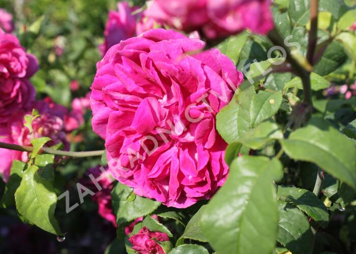 Anglická růže Davida Austina 'Young Lycidas' - Rosa S 'Young Lycidas'
