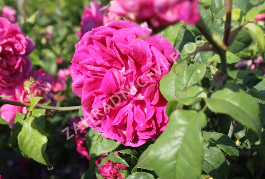 Růže anglická David Austin 'Young Lycidas' - Rosa S 'Young Lycidas'