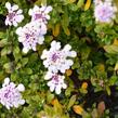 Iberka 'Pink Ice' - Iberis hybrida 'Pink Ice'