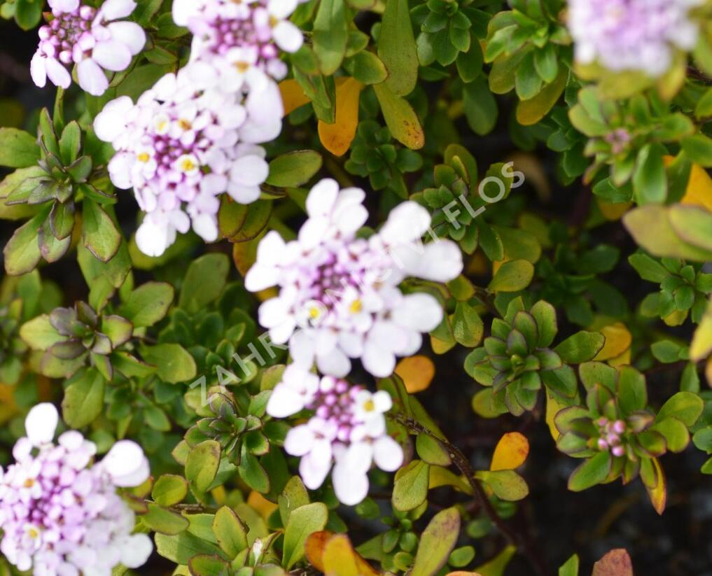 Iberka 'Pink Ice' - Iberis hybrida 'Pink Ice'