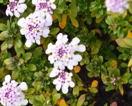 Iberka 'Pink Ice'