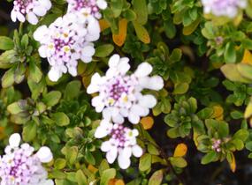 Iberka 'Pink Ice' - Iberis hybrida 'Pink Ice'