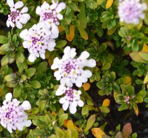 Iberka 'Pink Ice' - Iberis hybrida 'Pink Ice'