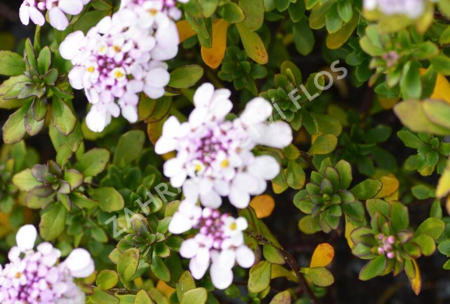 Iberka 'Pink Ice' - Iberis hybrida 'Pink Ice'