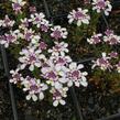 Iberka 'Pink Ice' - Iberis hybrida 'Pink Ice'