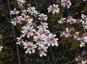 Iberka 'Pink Ice' - Iberis hybrida 'Pink Ice'