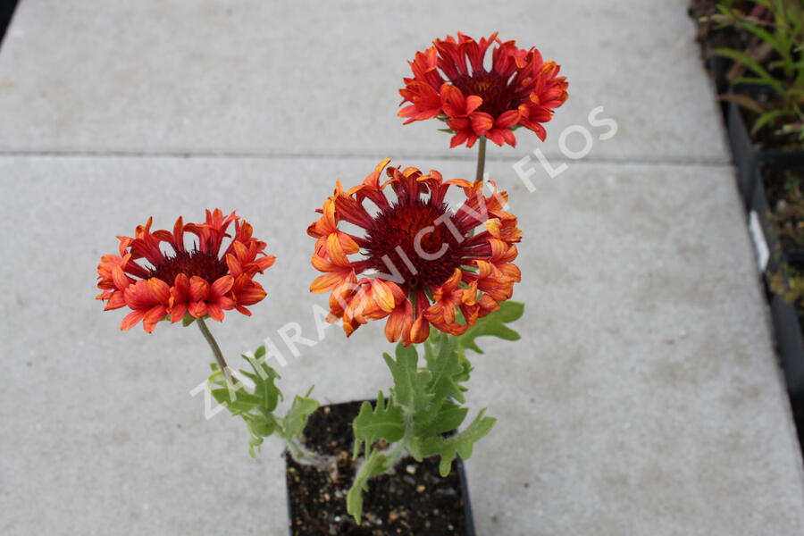 Kokarda velkokvětá 'Fanfare Blaze' - Gaillardia grandiflora 'Fanfare Blaze'