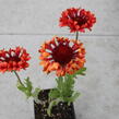 Kokarda velkokvětá 'Fanfare Blaze' - Gaillardia grandiflora 'Fanfare Blaze'