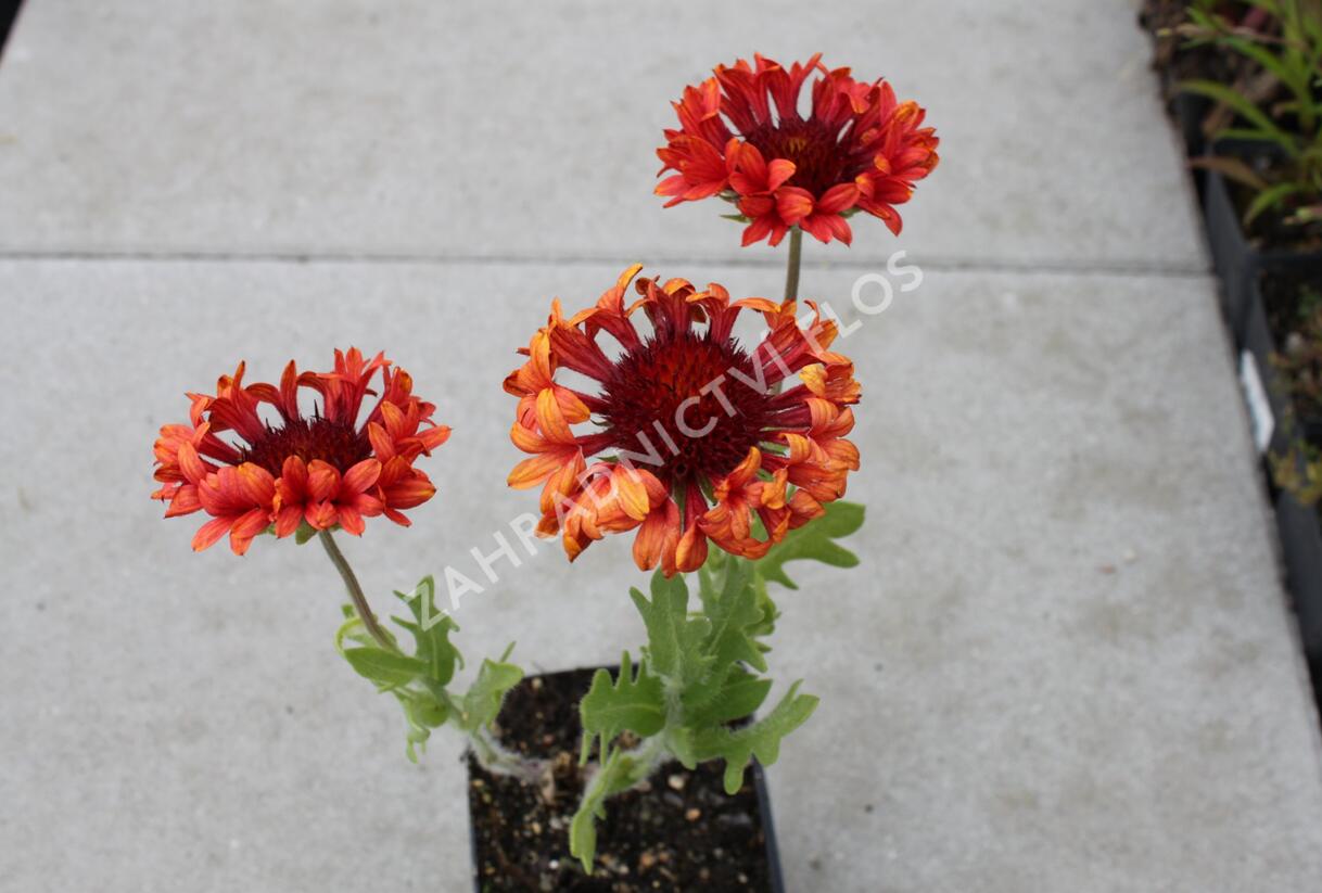 Kokarda velkokvětá 'Fanfare Blaze' - Gaillardia grandiflora 'Fanfare Blaze'