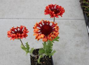 Kokarda velkokvětá 'Fanfare Blaze' - Gaillardia grandiflora 'Fanfare Blaze'