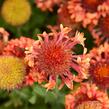 Kokarda velkokvětá 'Fanfare Blaze' - Gaillardia grandiflora 'Fanfare Blaze'