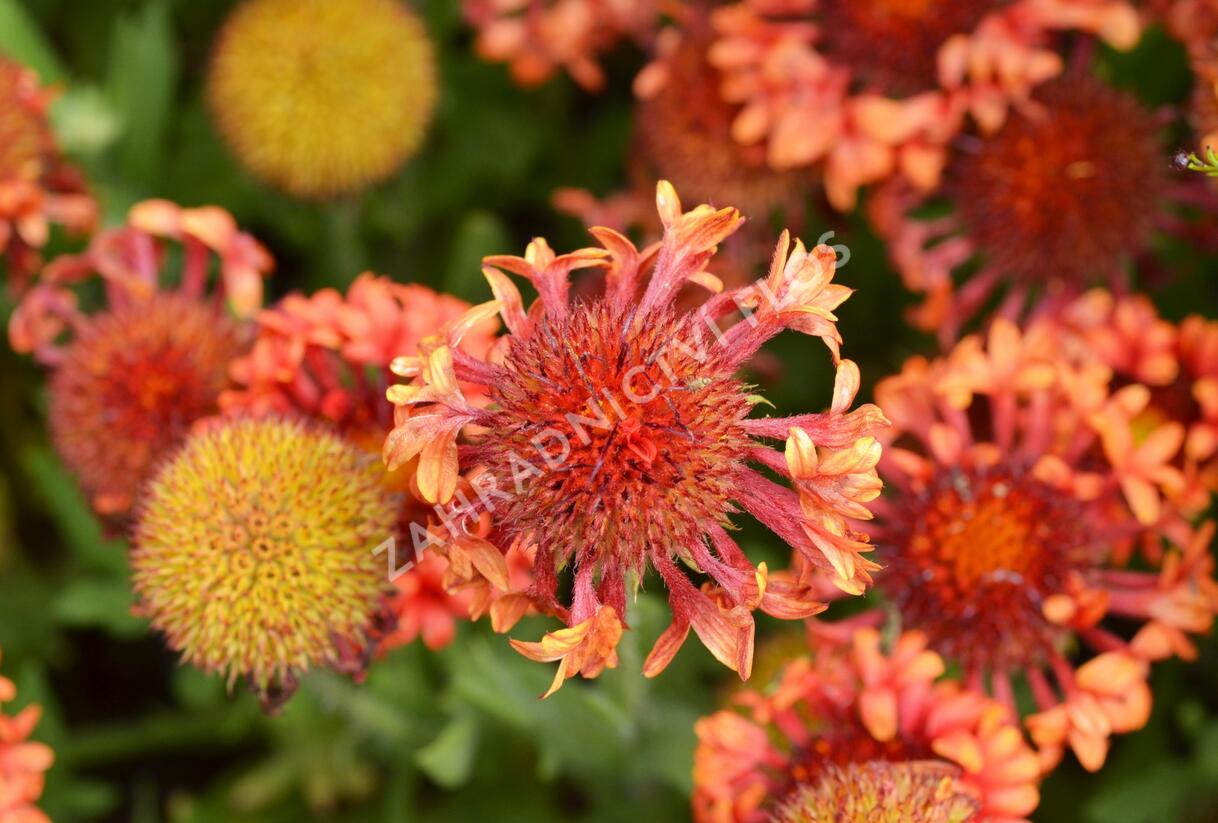 Kokarda velkokvětá 'Fanfare Blaze' - Gaillardia grandiflora 'Fanfare Blaze'