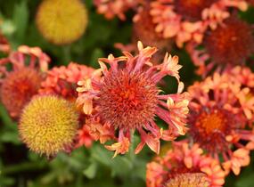 Kokarda velkokvětá 'Fanfare Blaze' - Gaillardia grandiflora 'Fanfare Blaze'
