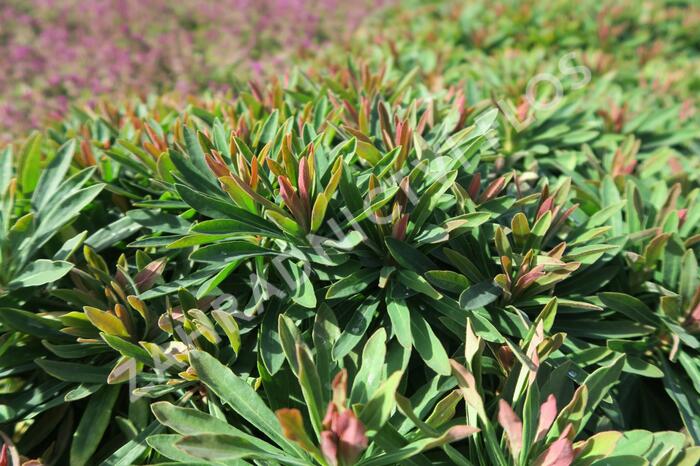 Pryšec mandloňovitý 'Tiny Tim' - Euphorbia amygdaloides 'Tiny Tim'