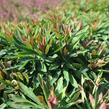 Pryšec mandloňovitý 'Tiny Tim' - Euphorbia amygdaloides 'Tiny Tim'