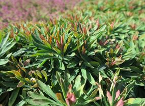 Pryšec 'Tiny Tim' - Euphorbia x martinii 'Tiny Tim'
