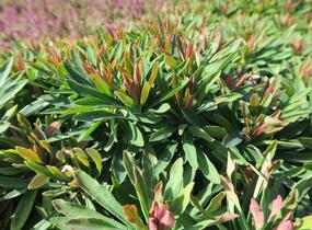 Pryšec 'Tiny Tim' - Euphorbia x martinii 'Tiny Tim'