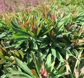 Pryšec mandloňovitý 'Tiny Tim' - Euphorbia amygdaloides 'Tiny Tim'