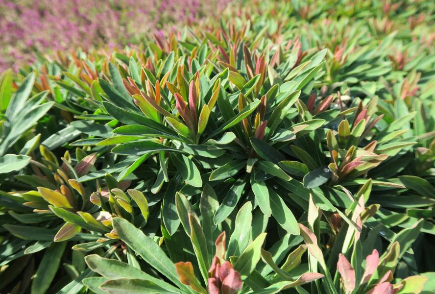 Pryšec 'Tiny Tim' - Euphorbia x martinii 'Tiny Tim'