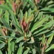 Pryšec mandloňovitý 'Tiny Tim' - Euphorbia amygdaloides 'Tiny Tim'