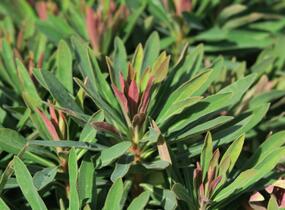Pryšec 'Tiny Tim' - Euphorbia x martinii 'Tiny Tim'