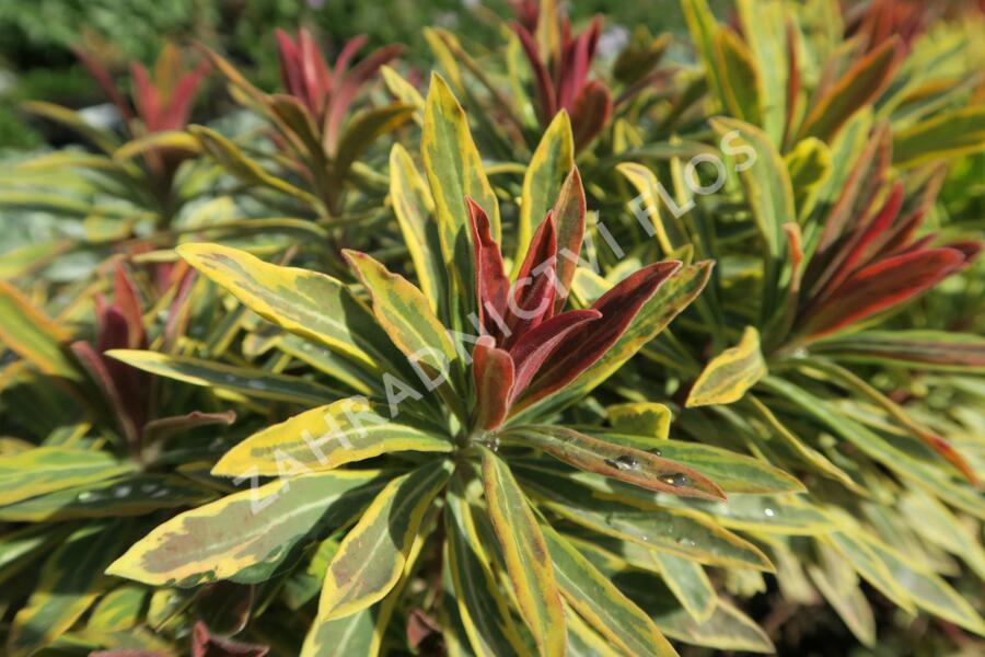 Pryšec mandloňovitý 'Ascot Rainbow' - Euphorbia amygdaloides 'Ascot Rainbow'