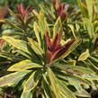 Pryšec mandloňovitý 'Ascot Rainbow' - Euphorbia amygdaloides 'Ascot Rainbow'