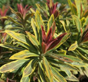 Pryšec mandloňovitý 'Ascot Rainbow' - Euphorbia amygdaloides 'Ascot Rainbow'