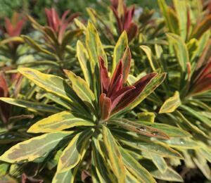 Pryšec mandloňovitý 'Ascot Rainbow' - Euphorbia amygdaloides 'Ascot Rainbow'