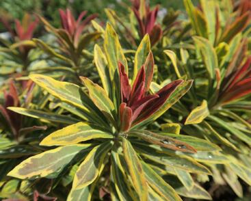 Pryšec mandloňovitý 'Ascot Rainbow'