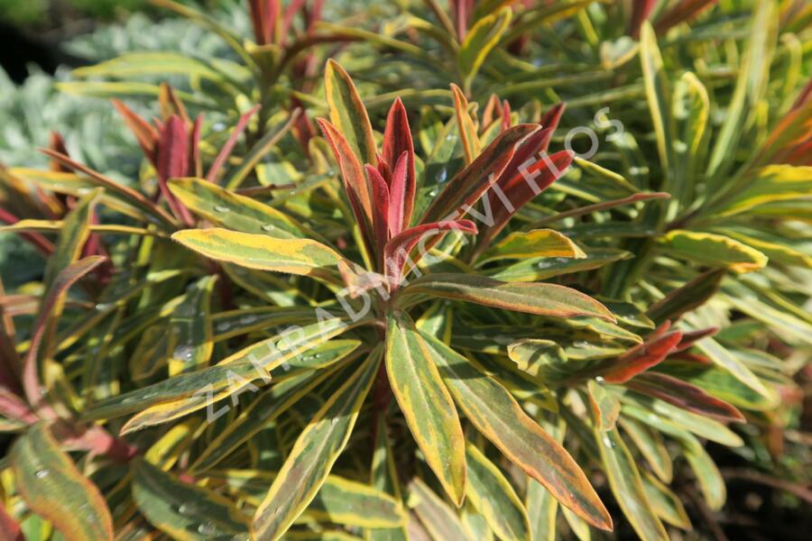 Pryšec mandloňovitý 'Ascot Rainbow' - Euphorbia amygdaloides 'Ascot Rainbow'