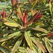 Pryšec mandloňovitý 'Ascot Rainbow' - Euphorbia amygdaloides 'Ascot Rainbow'