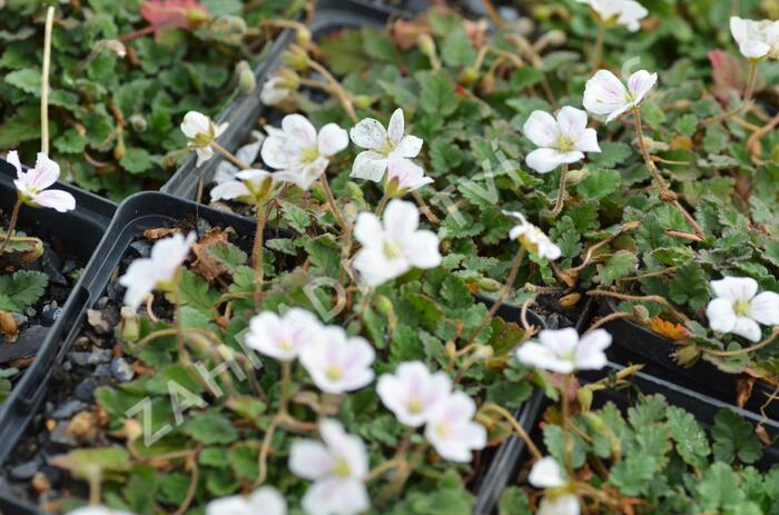 Pumpava 'Bishop's Form White' - Erodium variabile 'Bishop's Form White'