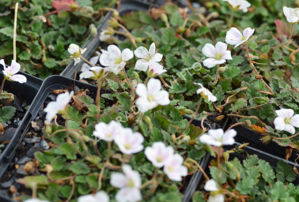Pumpava 'Bishop's Form White' - Erodium variabile 'Bishop's Form White'